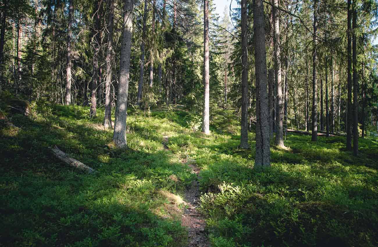 Nuuksion metsän tunnelmaa